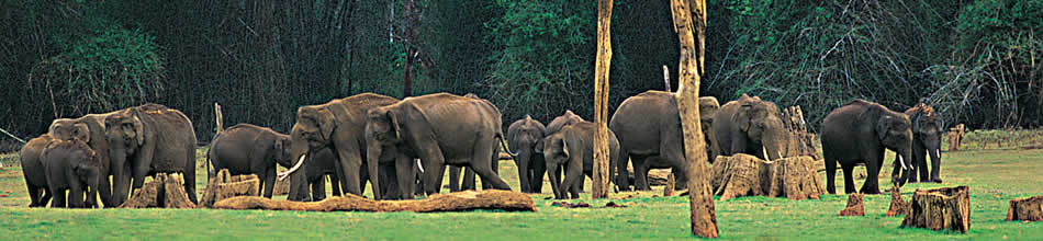 Kerala Wildlife, Kerala Wildlife Tourism, Kerala Wildlife Tour Packages, Kerala Wildlife Tours