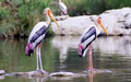 Sultanpur Bird Sanctury Gurgaon Tourist places near delhi for weekend getaways from delhi